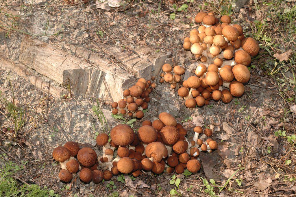 Agrocybe aegerita