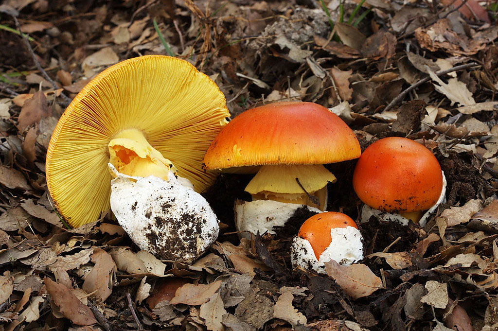 Amanita cesarea