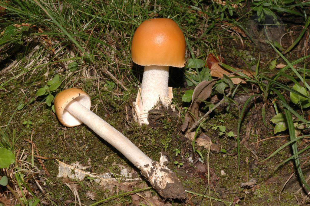 Amanita crocea