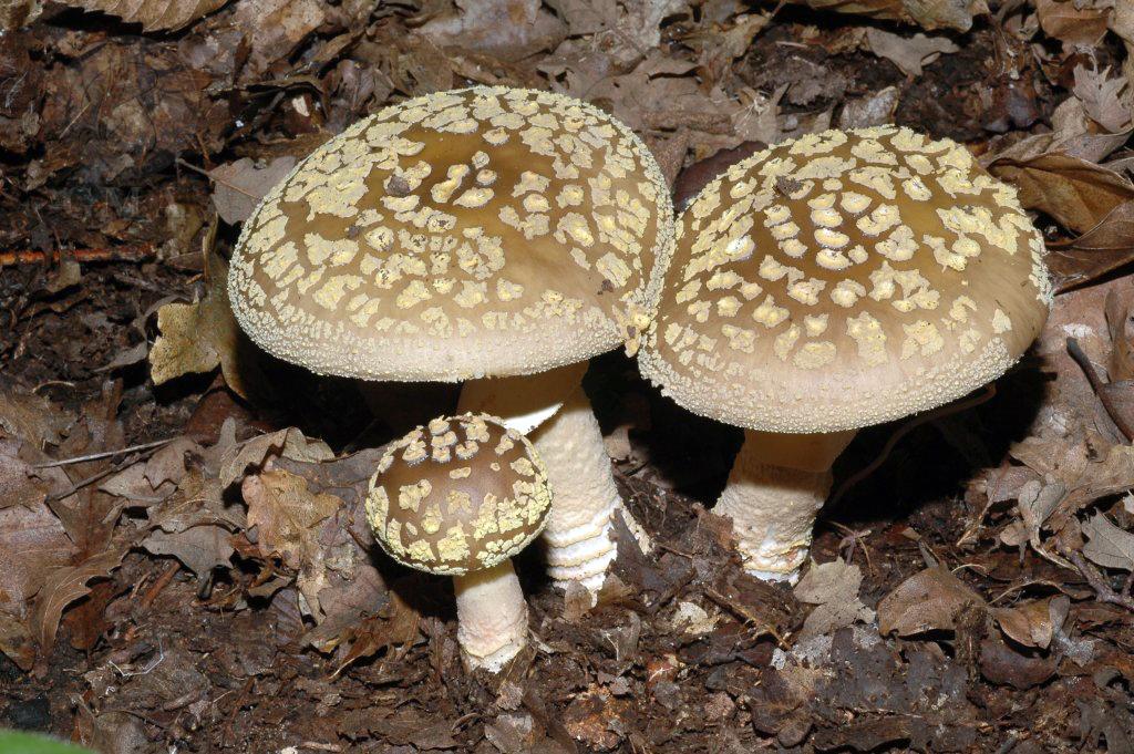 Amanita franchetii