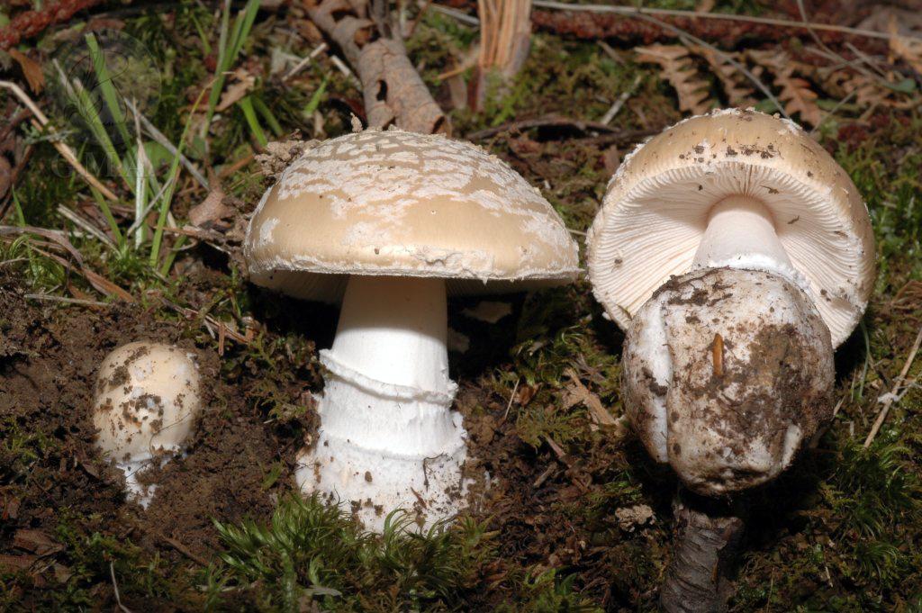 Amanita junquillea fo. amici