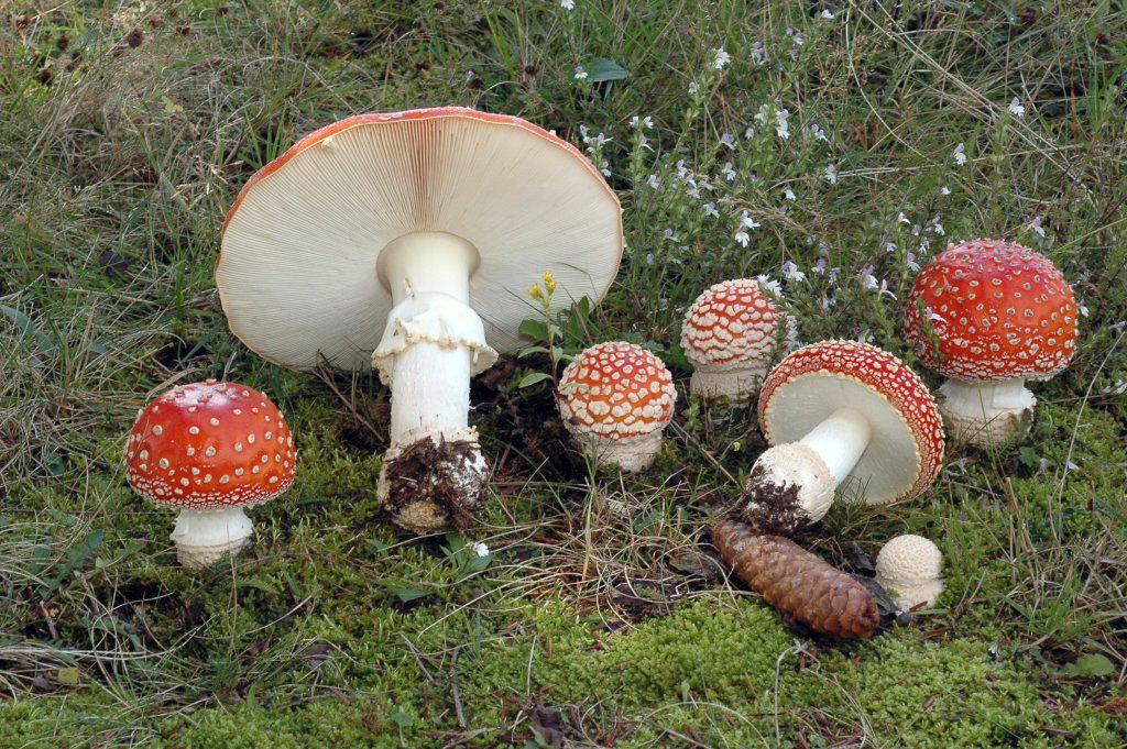 Amanita muscaria