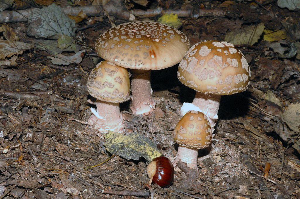 Amanita rubescens