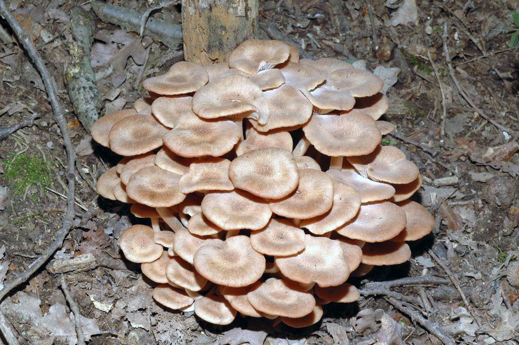 Armillaria tabescens