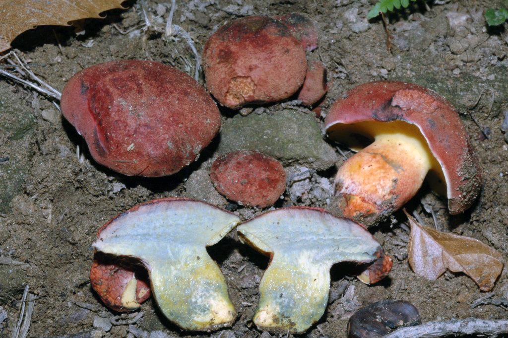 Boletus aemilii