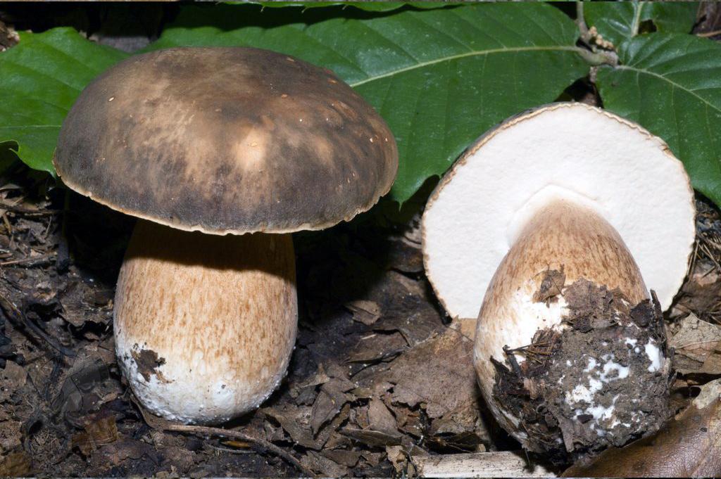 Boletus aereus