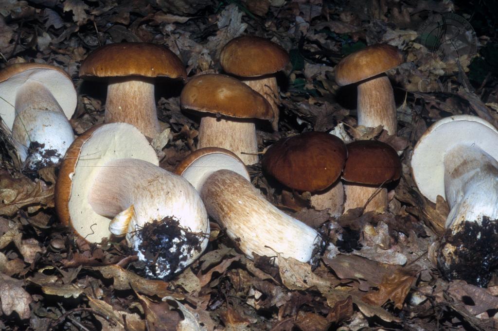 Boletus aestivalis