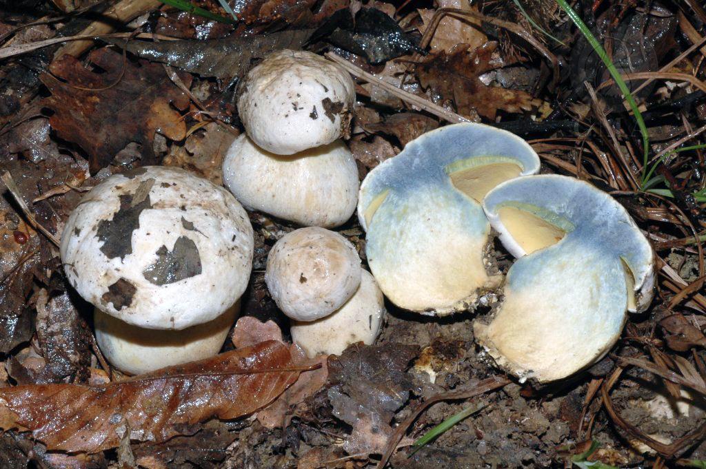 Boletus albidus