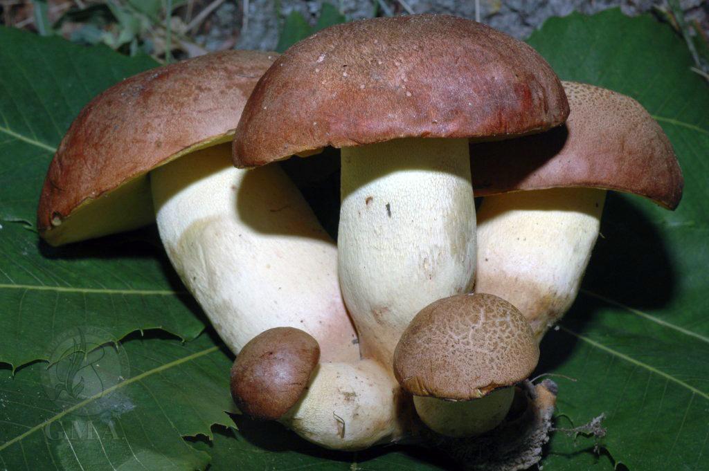 Boletus appendicolatus