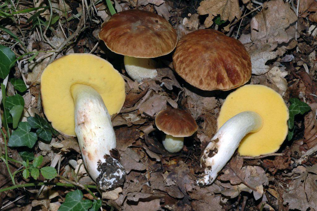 Boletus depilatus