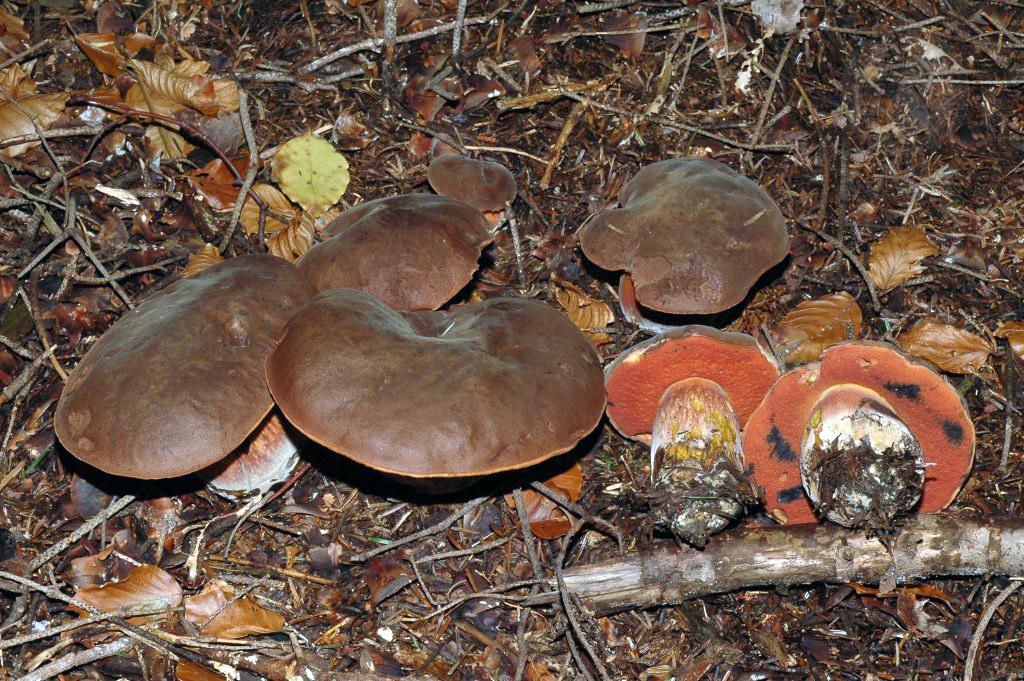 Boletus erythropus