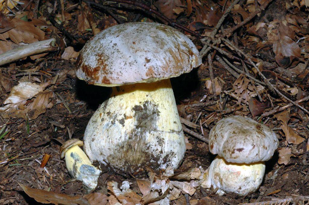 Boletus fectneri