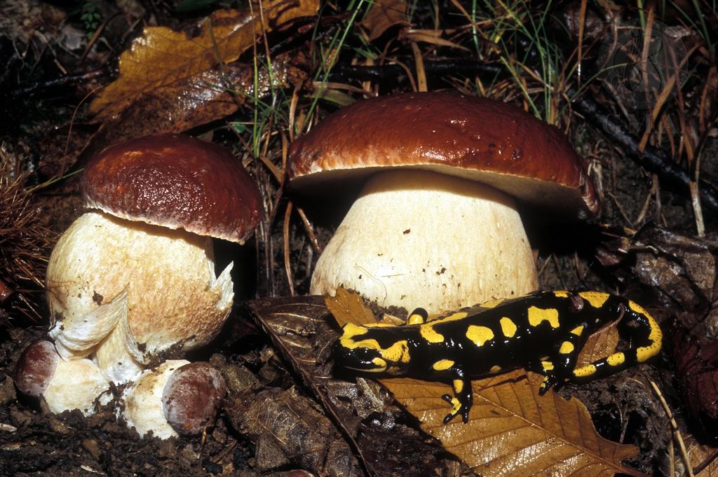 Boletus pinophilus