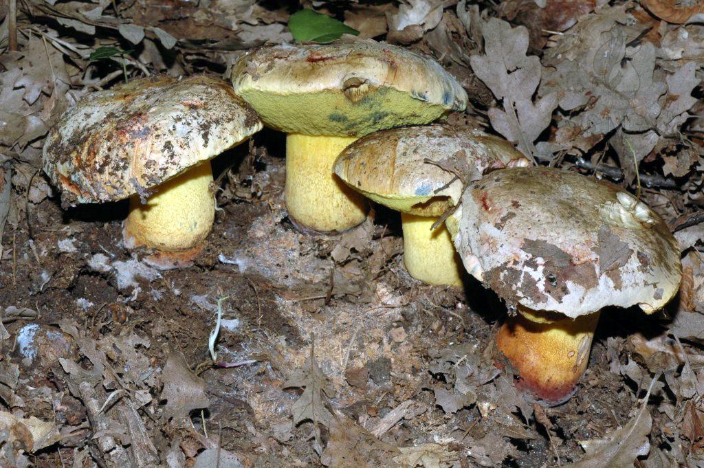 Boletus torosus