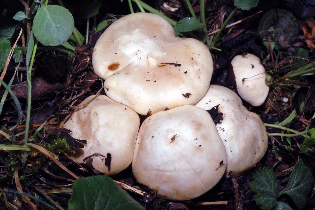 Calocybe gambosa