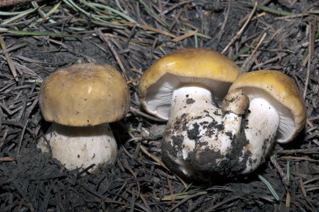 Calocybe gambosa fo. flavida