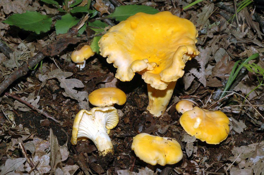 Cantharellus cibarius