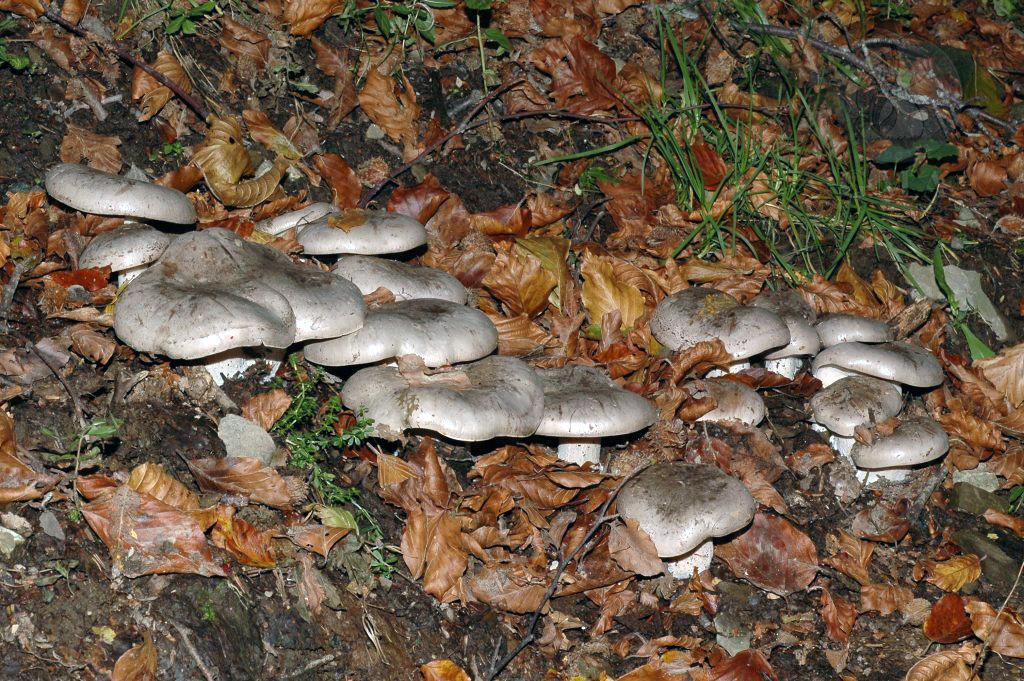 Clitocybe nebularis