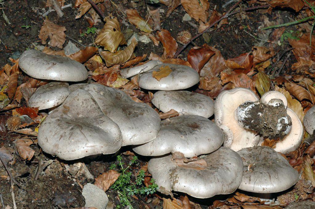 Clitocybe nebularis