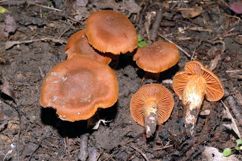 Cortinarius orellanus