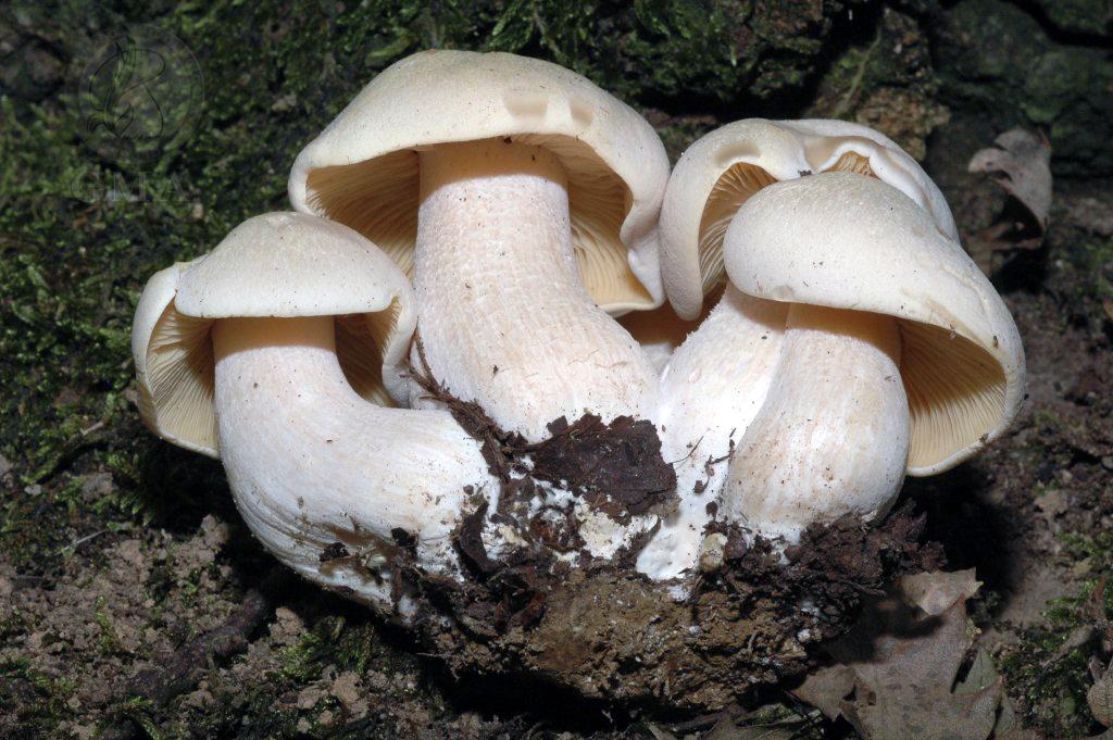 Entoloma sinuatum