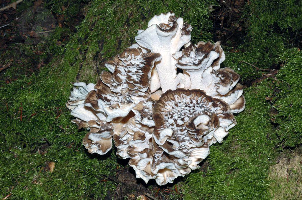 Grifola frondosa