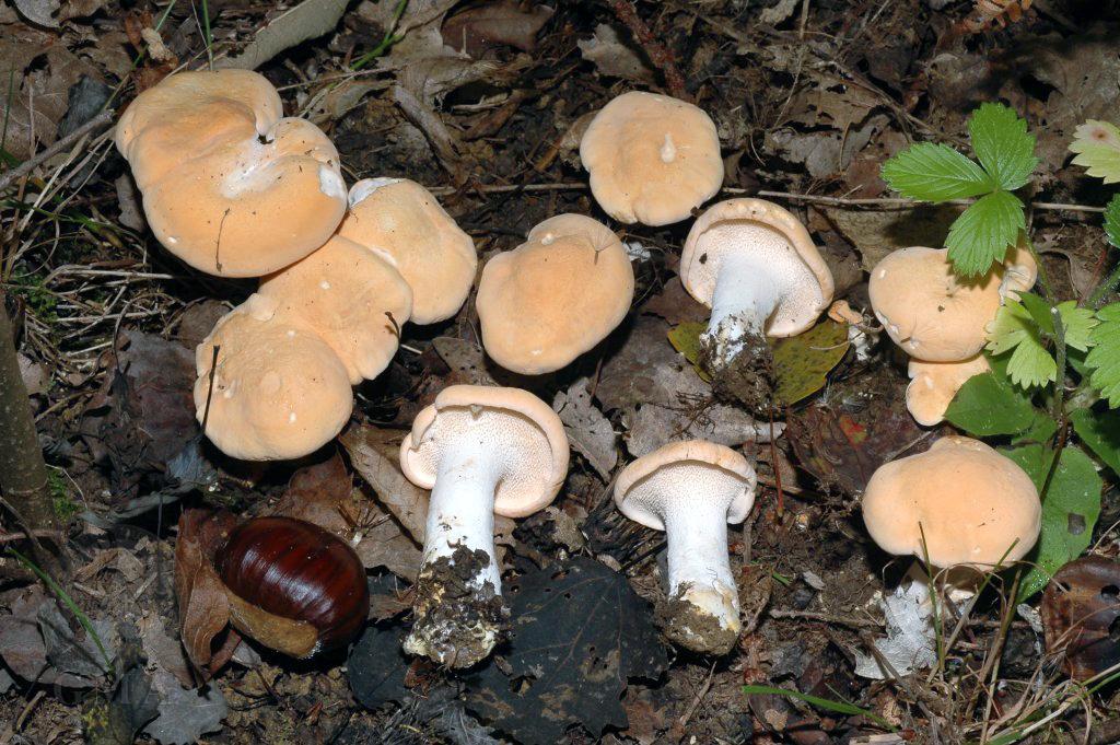 Hydunum repandum