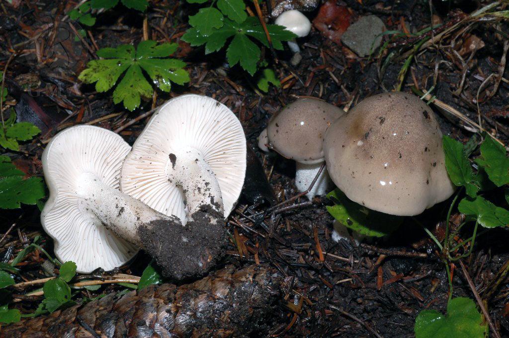 Hygrophorus agathosmus