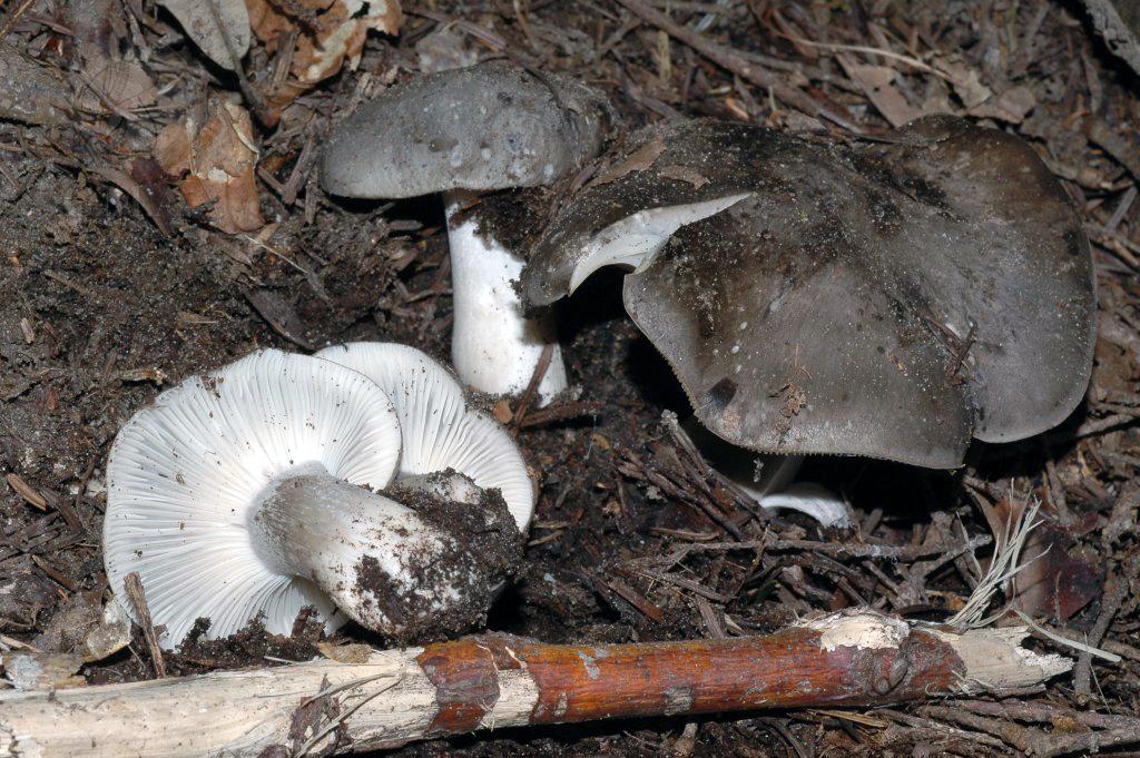 Hygrophorus camarophyllus var. atrmentosus