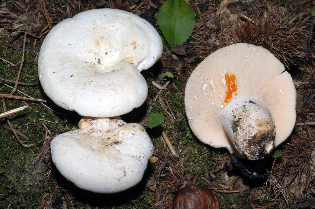 Lactarius glaucescens