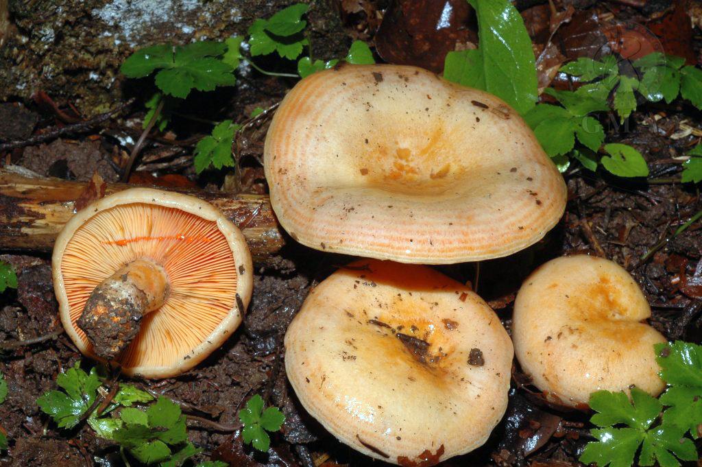 Lactarius salmonicolor