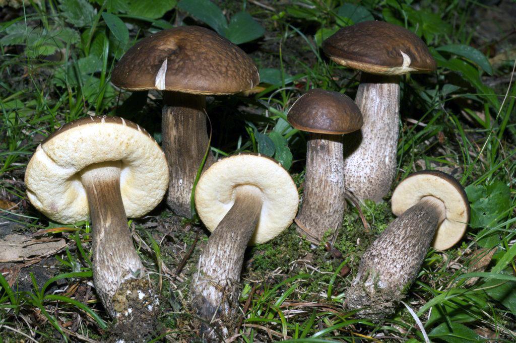 Leccinum carpini