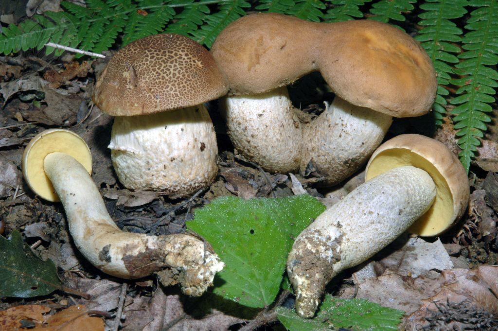 Leccinum crocipodium