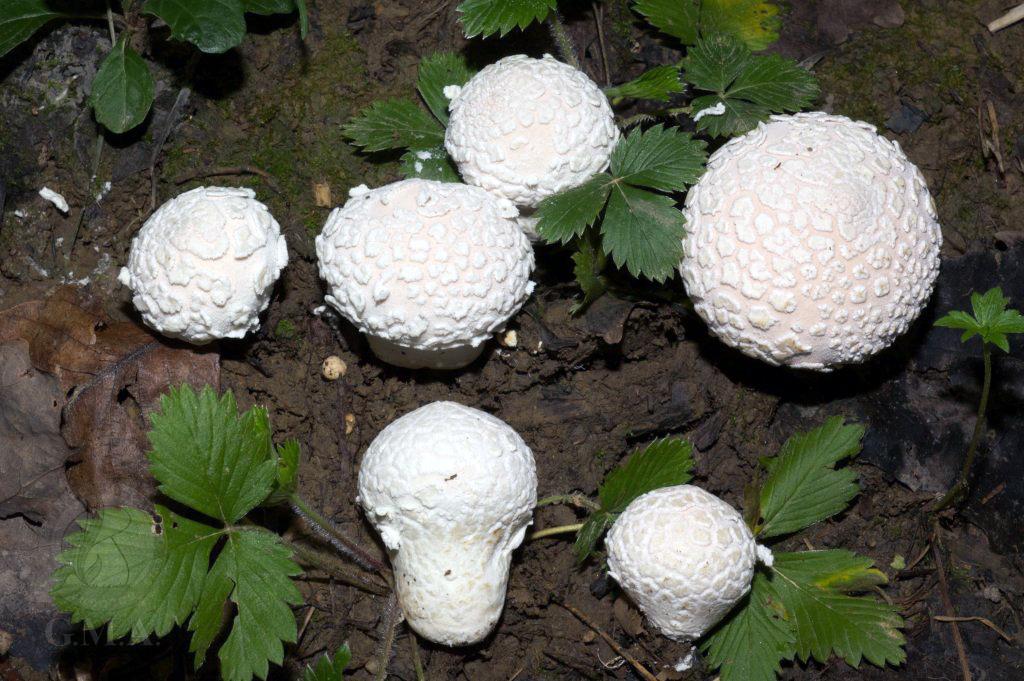 Lycoperdon mammiforme