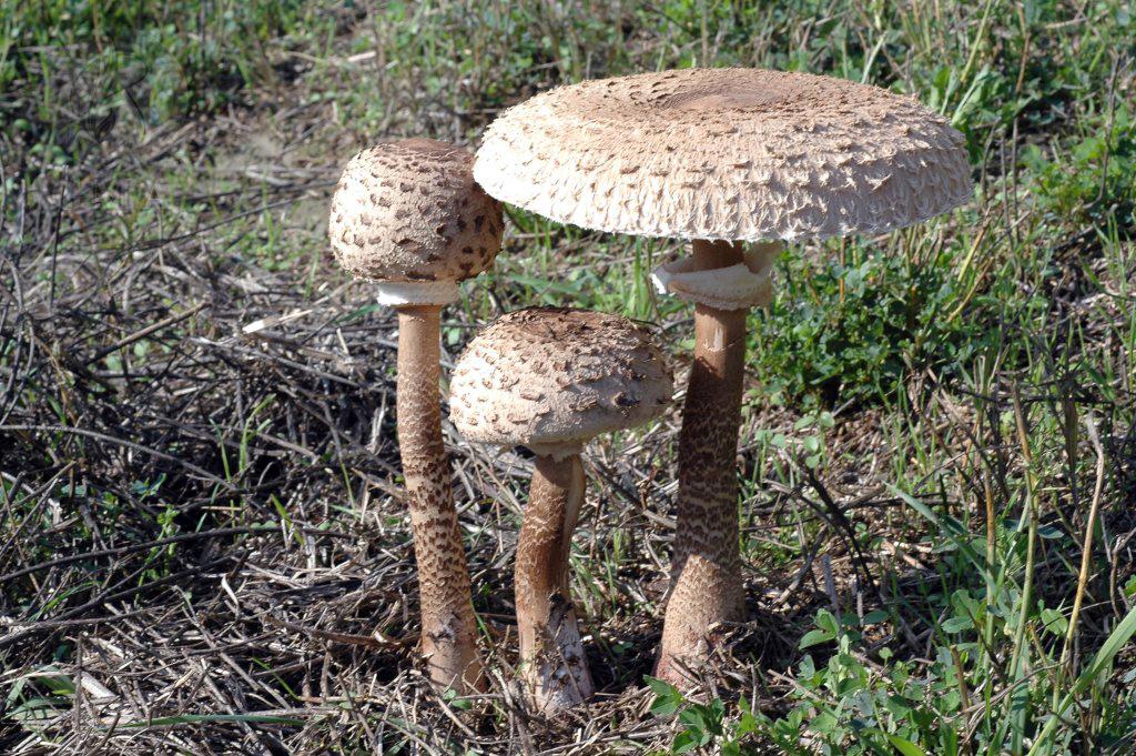 Macrolepiota procera