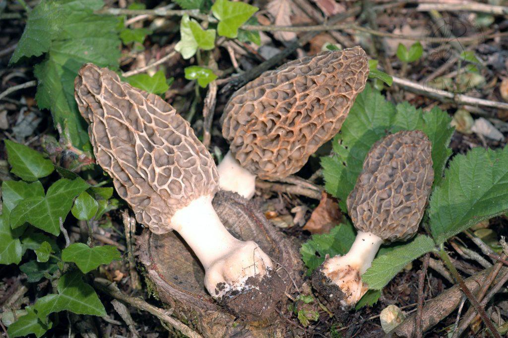 Morchella esculenta