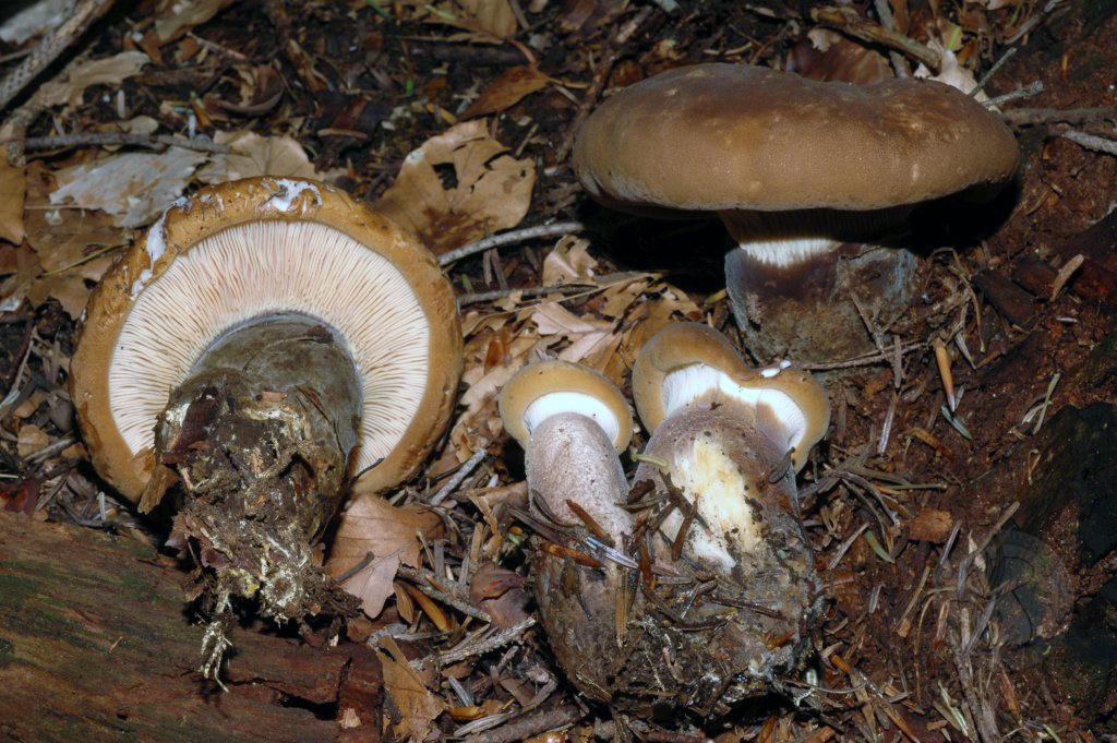 Paxillus atrotomentosus