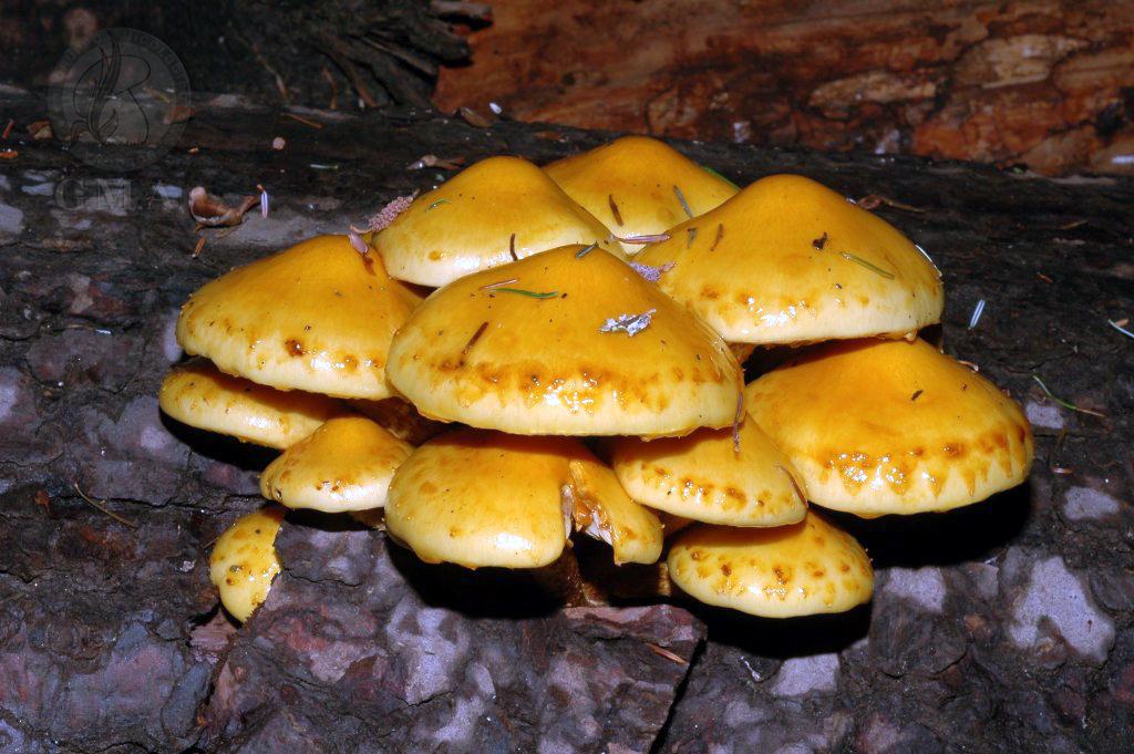 Pholiota adiposa