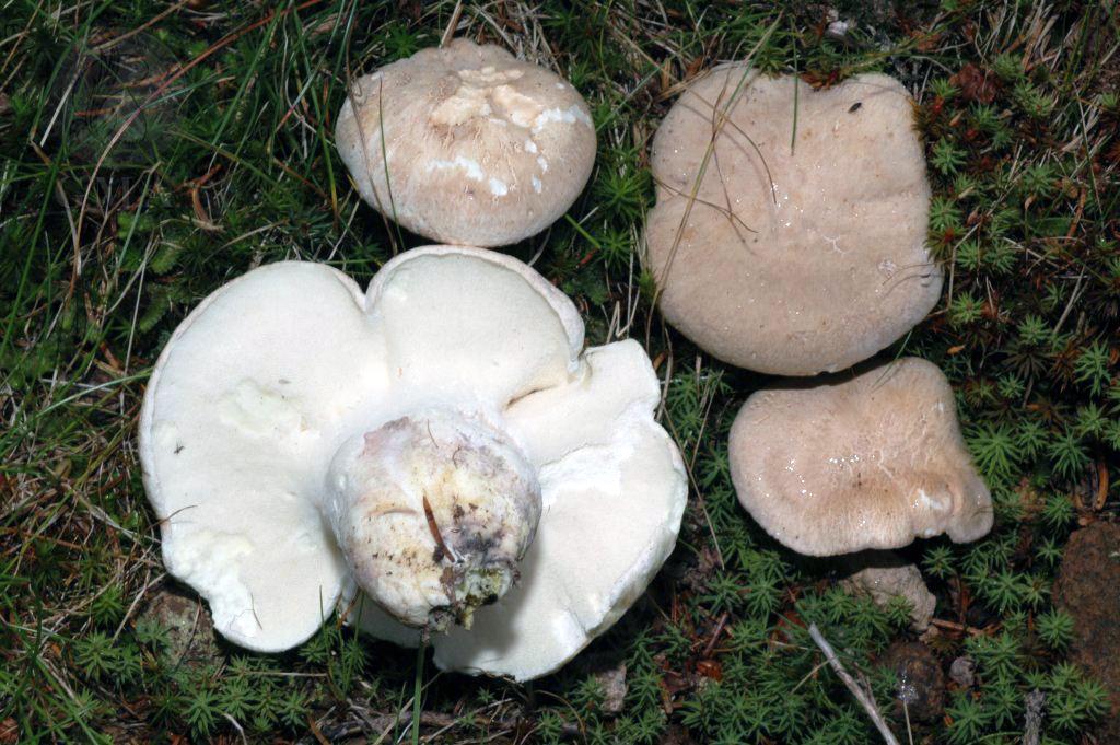 Polyporus ovinus