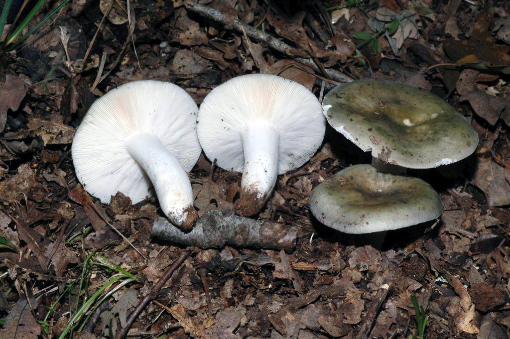 Russula cyanoxantha