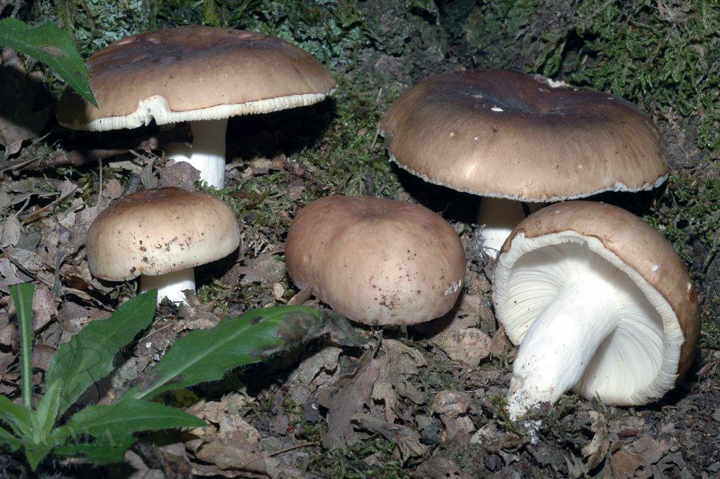 Russula etherophylla