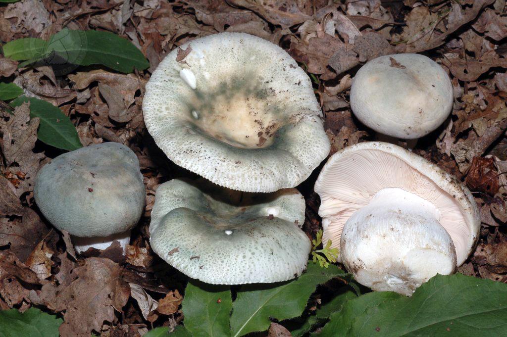 Russula virescens