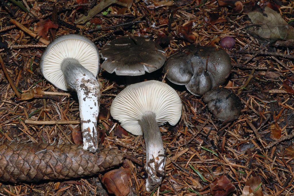 Tricholoma