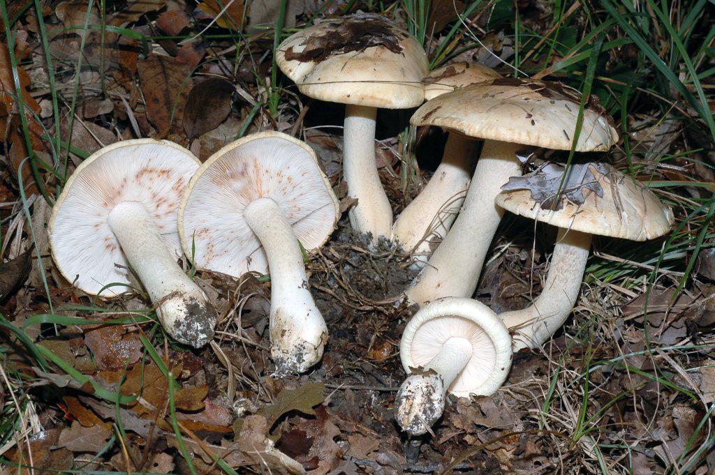 Tricholoma acerbum