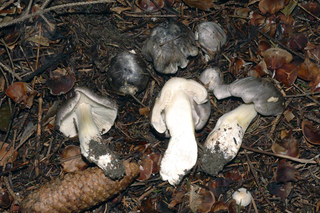 Tricholoma portentosum