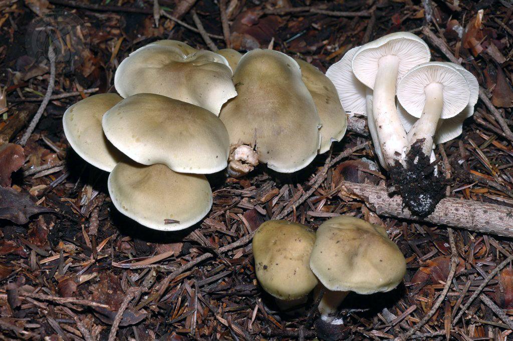 Tricholoma saponaceum