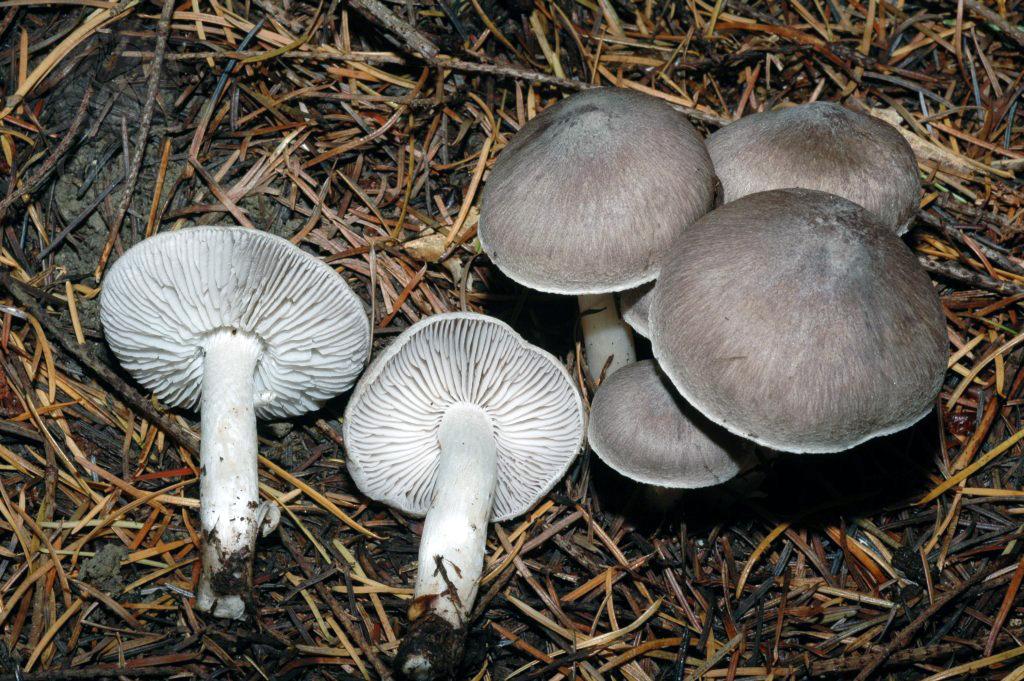 Tricholoma terreum