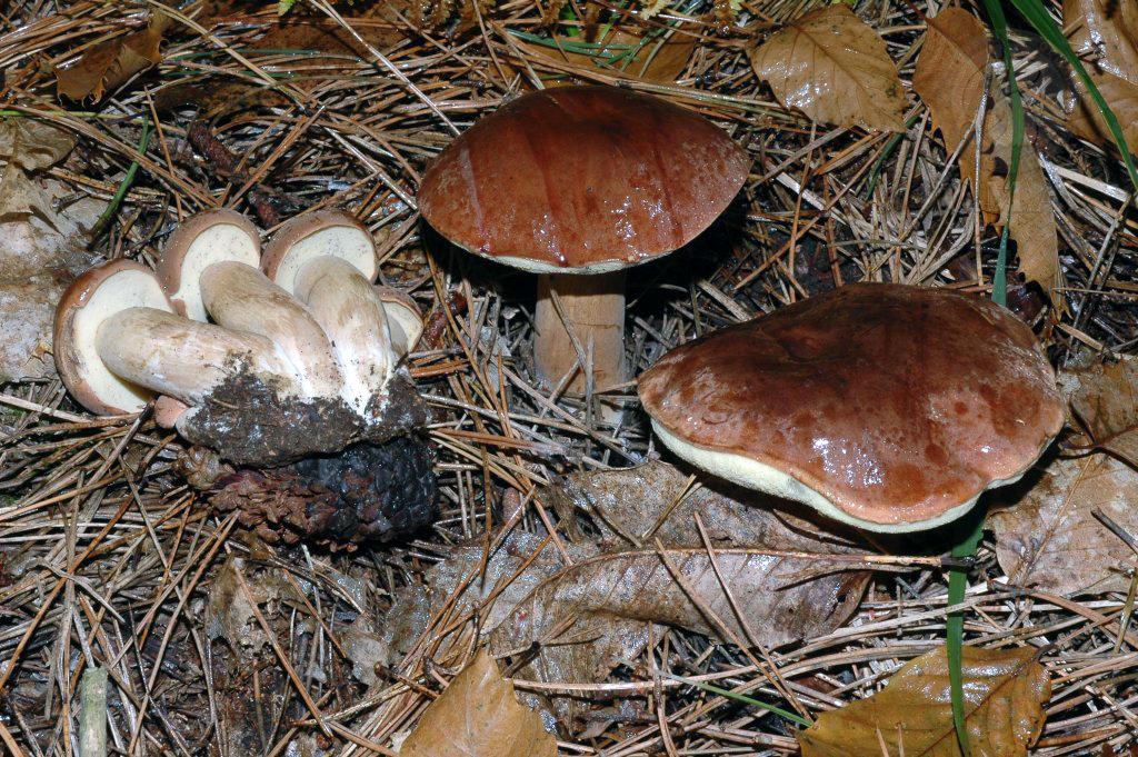 Xerocomus badius