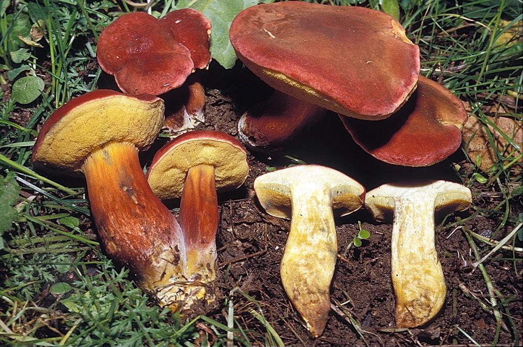 Xerocomus rubellus