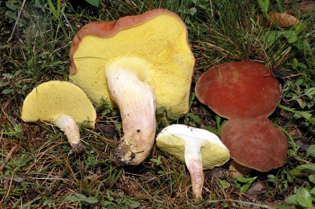 Xerocomus subtomentosus